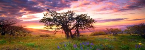 PUZZLE 2000: OAK TREE