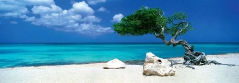 PUZZLE 1000: DIVI DIVI TREE