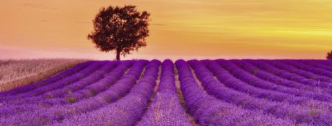 PUZZLE 1000: CAMPI DI LAVANDA