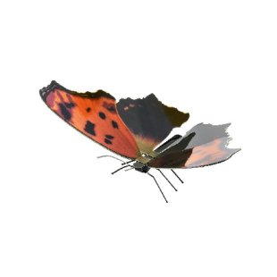METAL EARTH: EASTERN COMMA